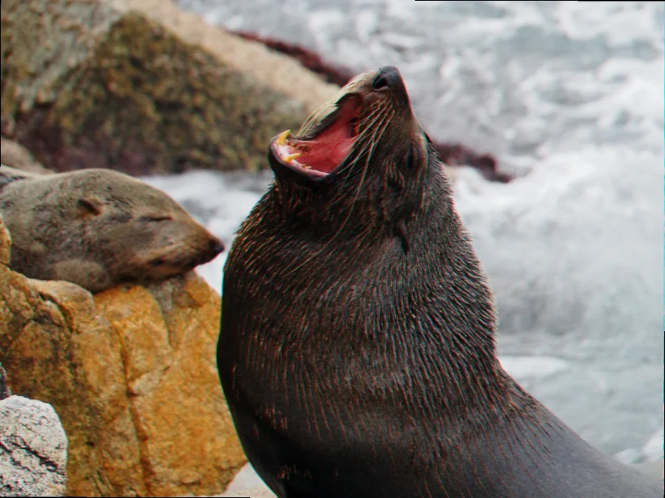 Apollo bay fur seal habitat health