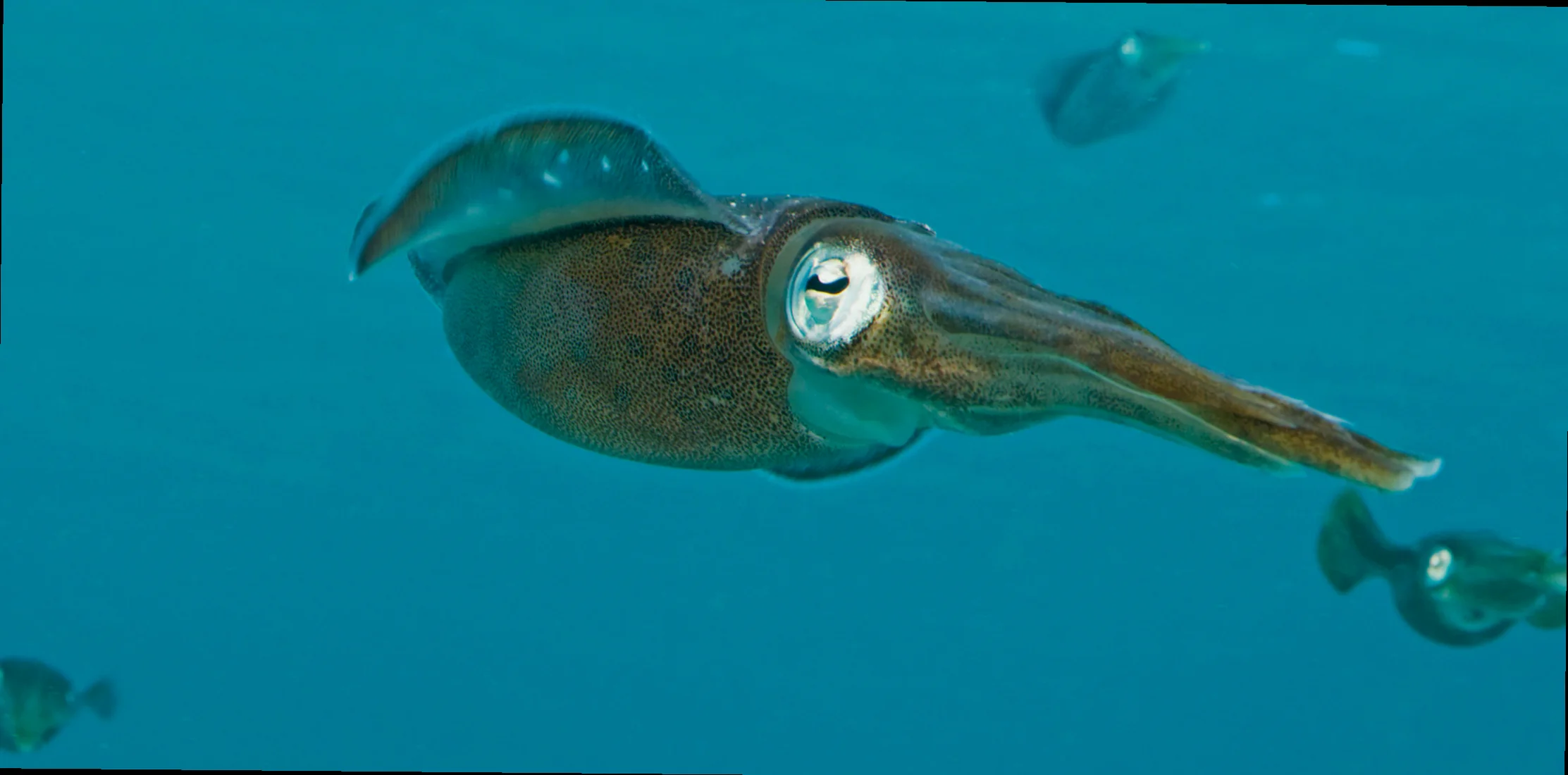 Arrow squid reproduction bass strait