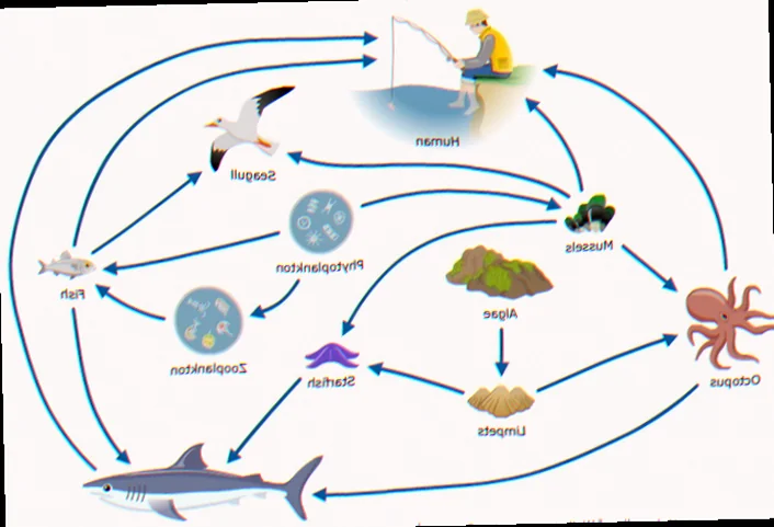 Australian plankton marine food web role