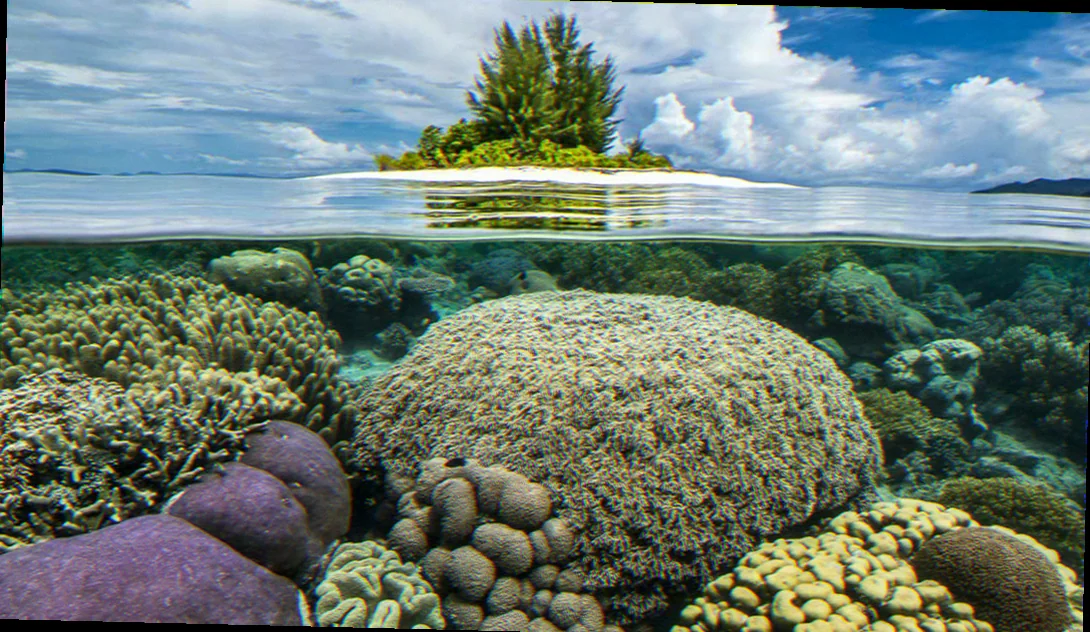 Biodiversity of marine ecosystems australia