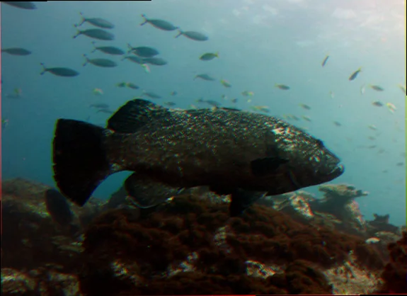 Black cod population assessment solitary islands