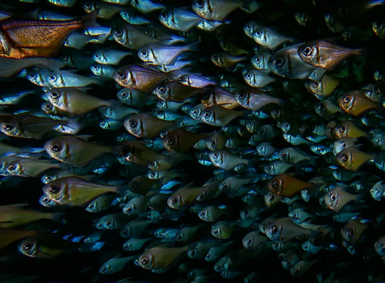 Blue devil fish mating rituals rottnest island
