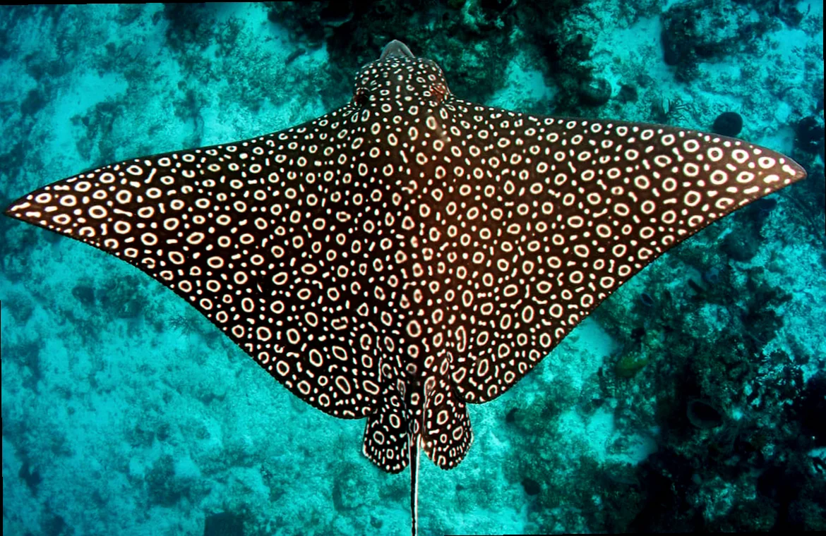 Eagle ray sensory organs australia