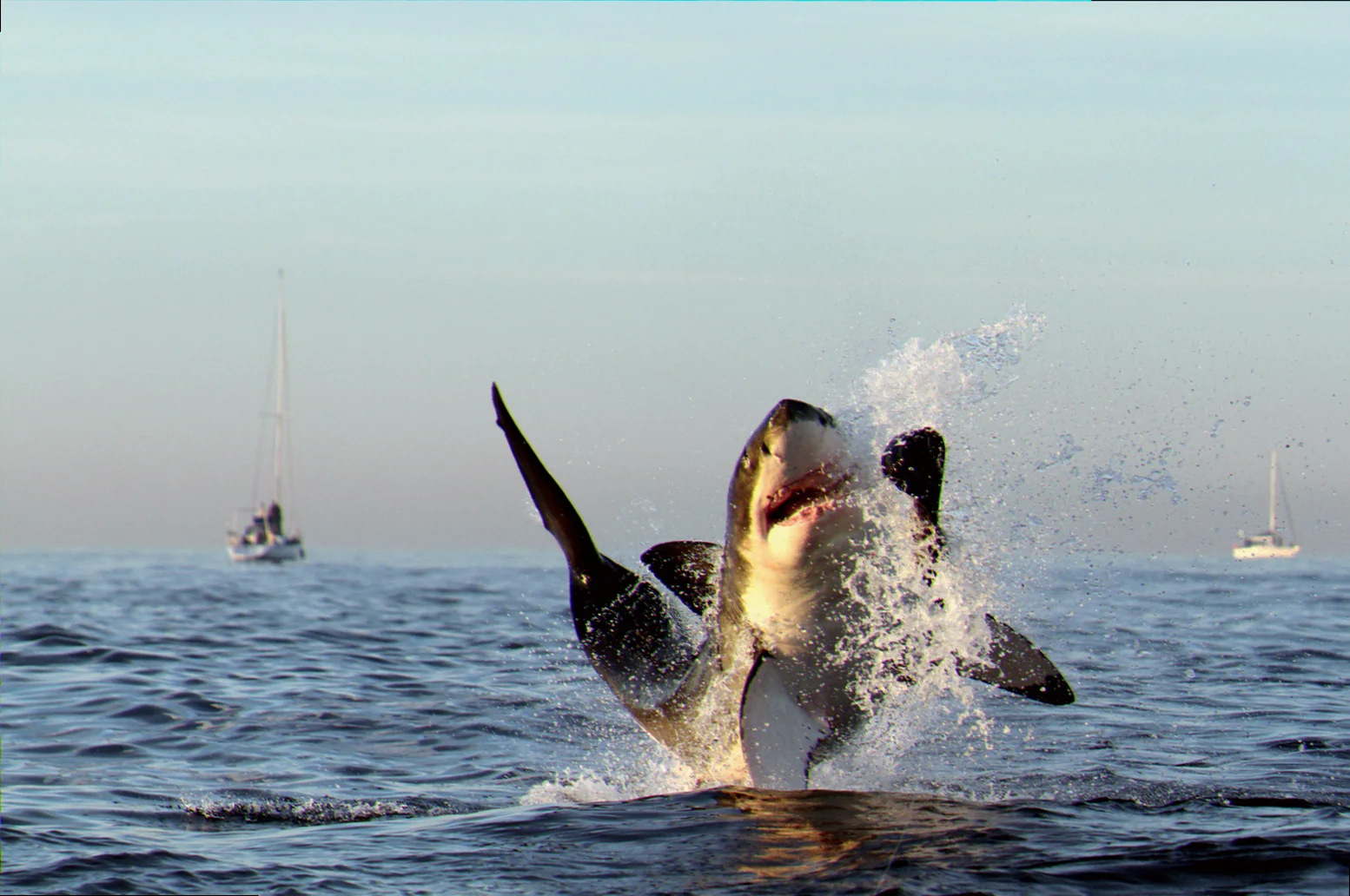 Great white shark conservation efforts au