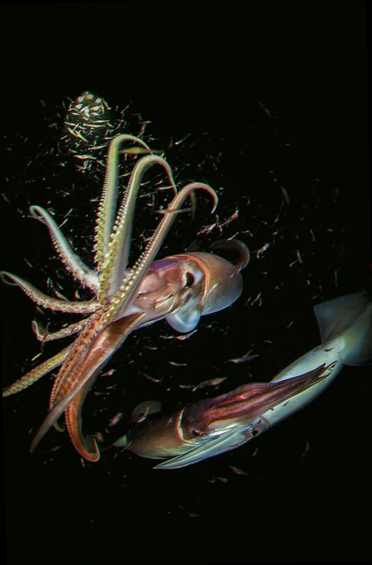 Humboldt squid competition with fisheries