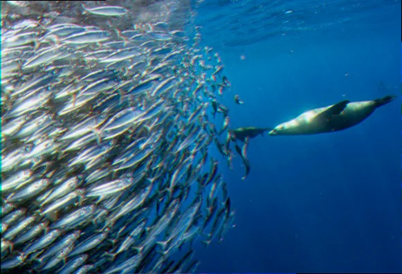 Hunting strategies of wa sea lions
