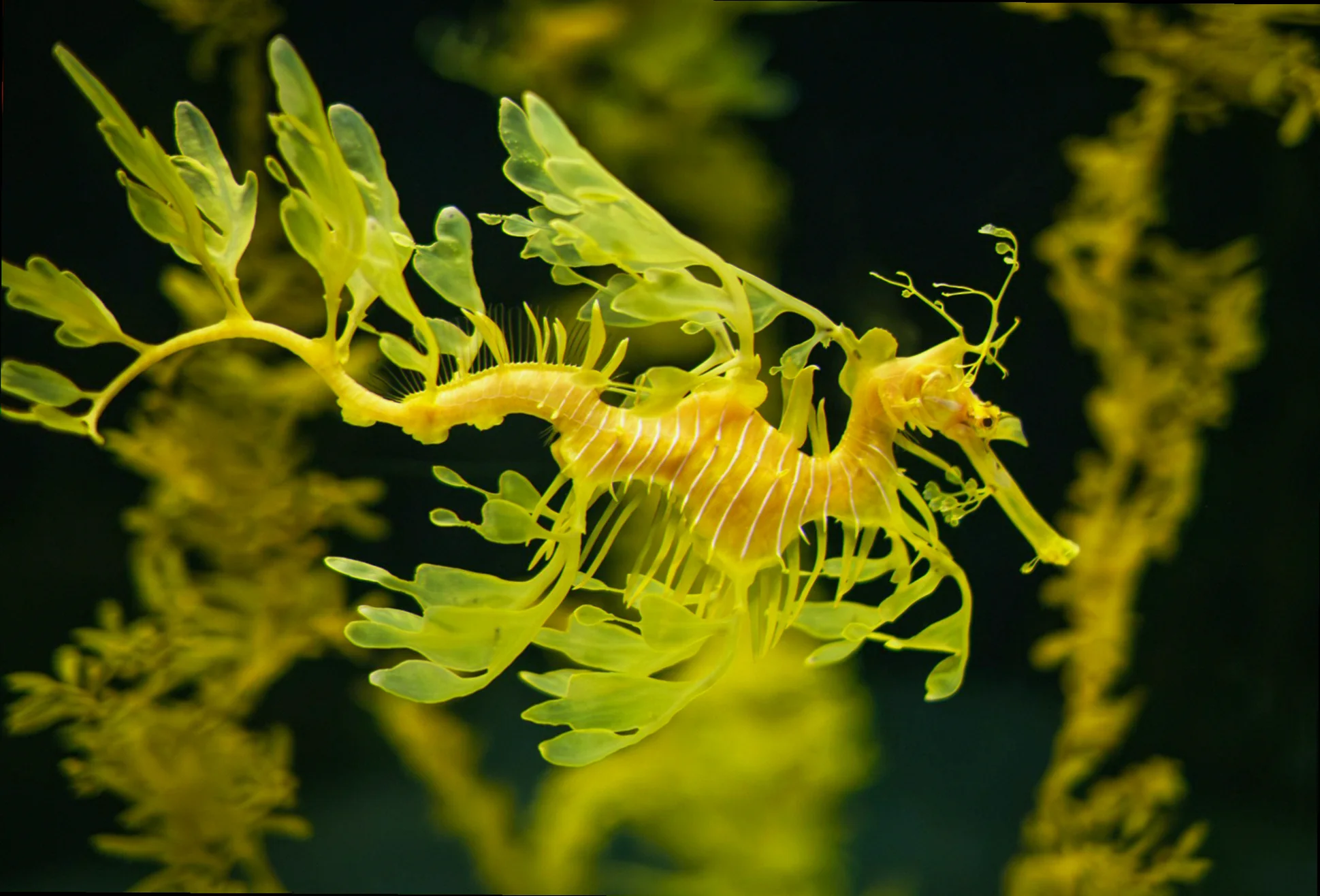 Leafy seadragon conservation status assessment