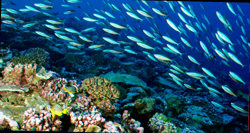 Neptune islands marine ecosystem health