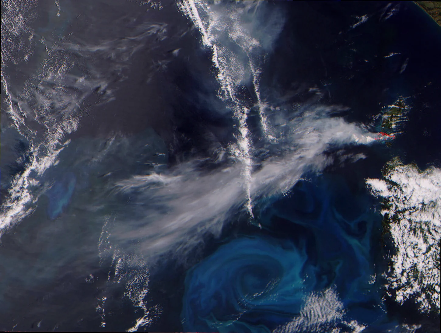Phytoplankton bloom impact ningaloo megafauna