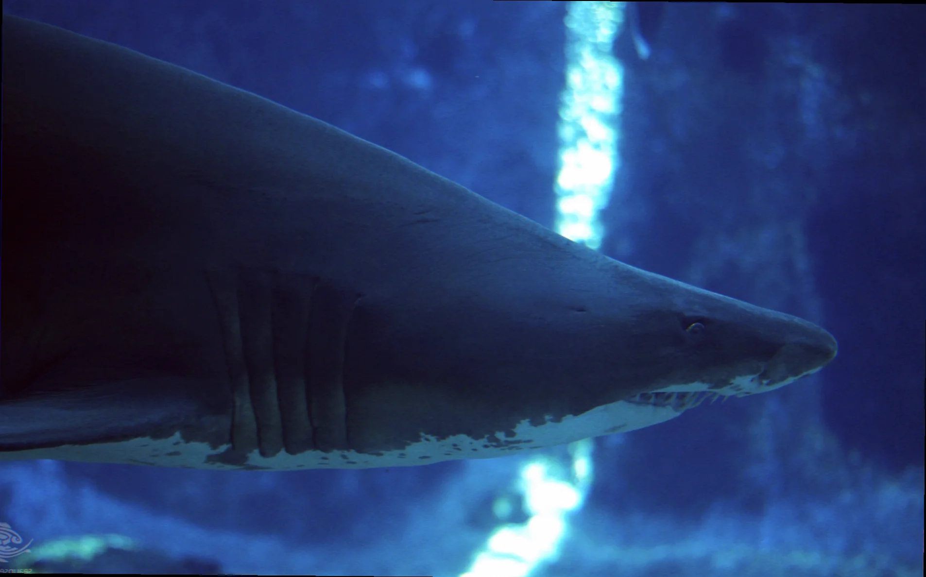 Ragged tooth shark breeding grounds seal rocks