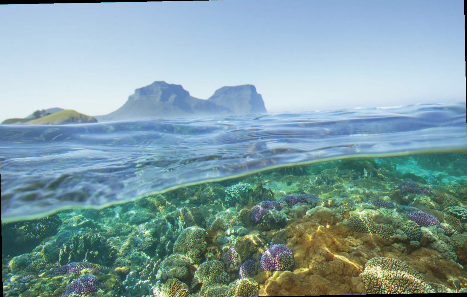 Rare marine life lord howe island