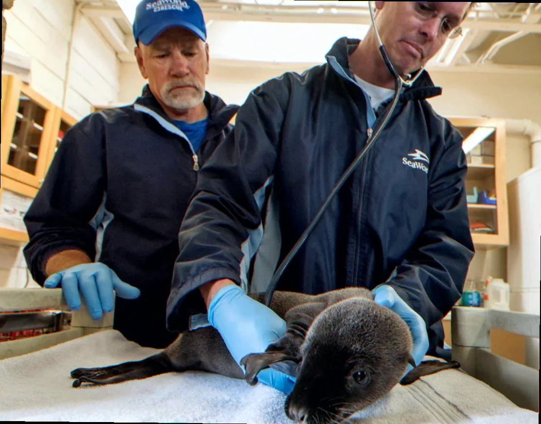 Sea lion pup health assessment