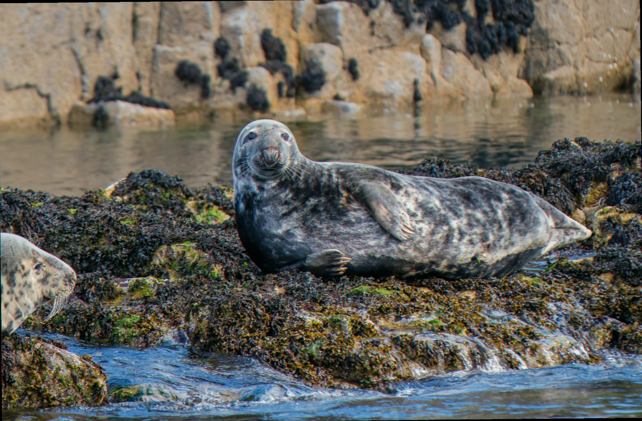 Seal ecology and habitat