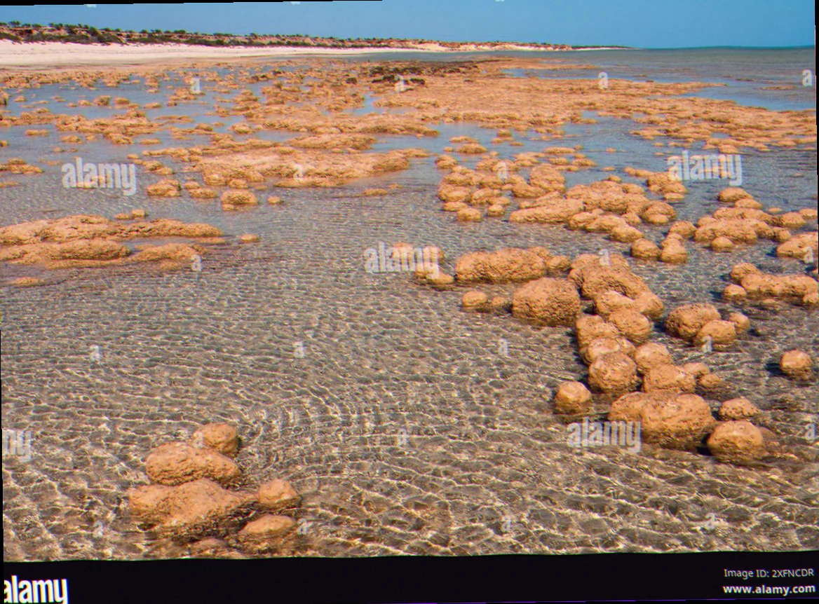 Shark bay stromatolite microbial mats