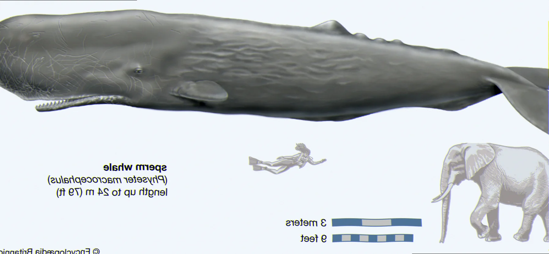 Sperm whale social structure analysis