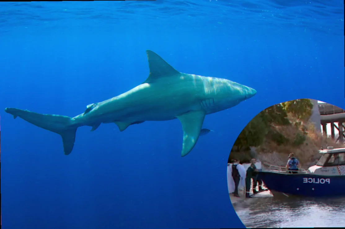 Swan river bull shark safety guidelines