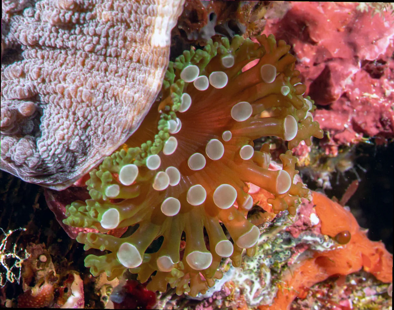Symbiosis in great barrier reef invertebrates