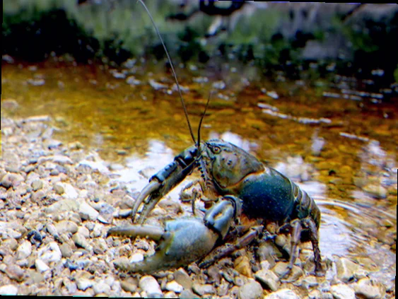 Tasmanian freshwater crayfish habitat