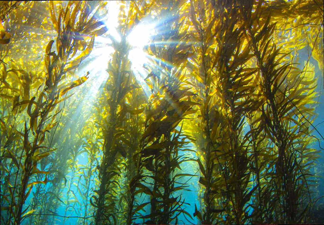 Wilson's promontory temperate kelp forest health